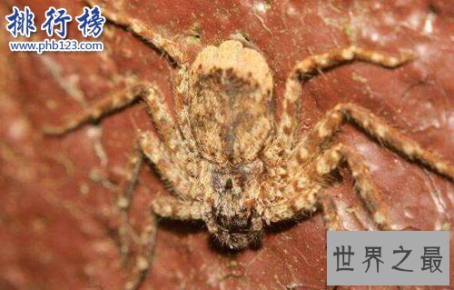 十大常见的室内蜘蛛，幽灵蛛微毒，遇到要避开！