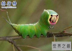 盘点全球最奇怪的十大昆虫，个个奇特！