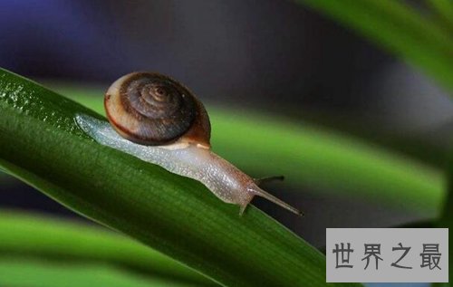 全球最慢的动物排行榜，树懒才第四，第一慢到想打人