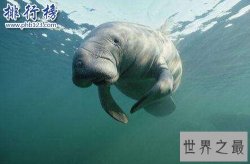 全球最慢的动物排行榜，树懒才第四，第一慢到想打人