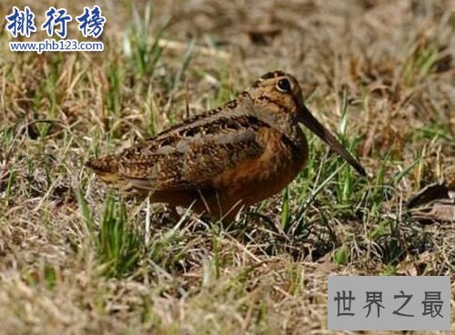 全球最慢的动物排行榜，树懒才第四，第一慢到想打人