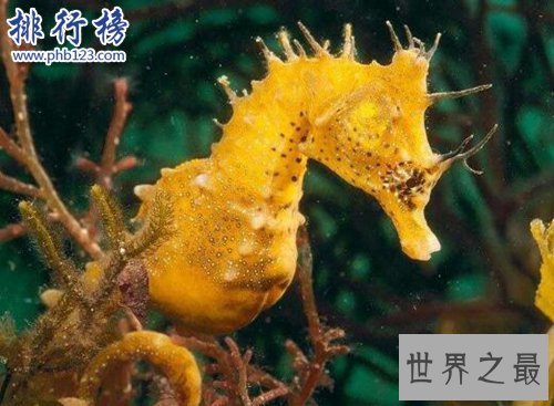 全球最慢的动物排行榜，树懒才第四，第一慢到想打人