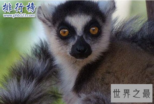 全球最慢的动物排行榜，树懒才第四，第一慢到想打人