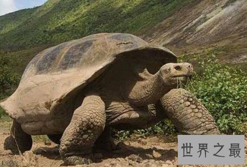 全球最慢的动物排行榜，树懒才第四，第一慢到想打人