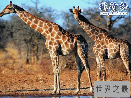 盘点怀孕时间最长的十种动物，姥鲨孕期长达三年！