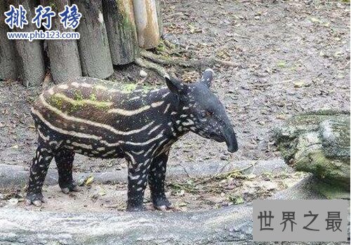 盘点怀孕时间最长的十种动物，姥鲨孕期长达三年！