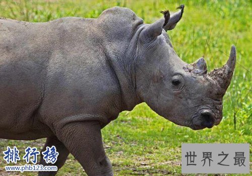 盘点怀孕时间最长的十种动物，姥鲨孕期长达三年！