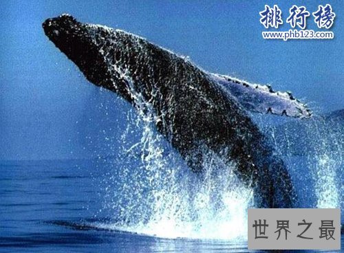 盘点怀孕时间最长的十种动物，姥鲨孕期长达三年！