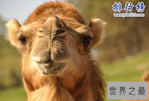 盘点怀孕时间最长的十种动物，姥鲨孕期长达三年！