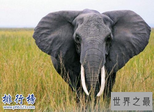 盘点怀孕时间最长的十种动物，姥鲨孕期长达三年！