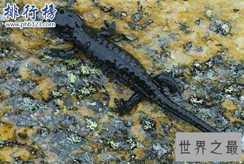 盘点怀孕时间最长的十种动物，姥鲨孕期长达三年！