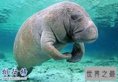 盘点怀孕时间最长的十种动物，姥鲨孕期长达三年！