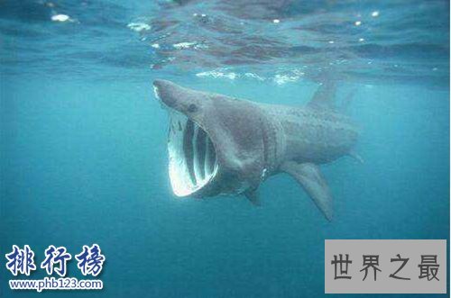 盘点怀孕时间最长的十种动物，姥鲨孕期长达三年！