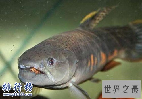 世界十大最危险的鱼,第六喜欢吃人肉,第五国内常见