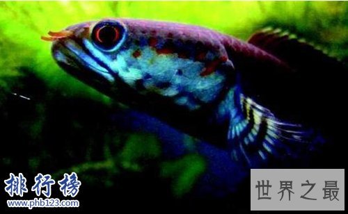 世界十大最危险的鱼,第六喜欢吃人肉,第五国内常见