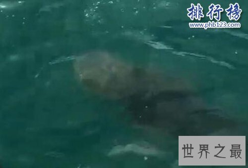 世界十大最危险的鱼,第六喜欢吃人肉,第五国内常见