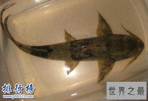 世界十大最危险的鱼,第六喜欢吃人肉,第五国内常见