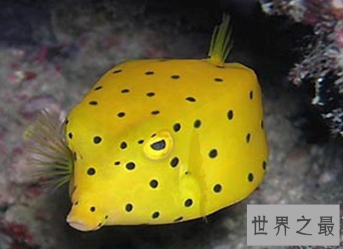 世界十大最危险的鱼,第六喜欢吃人肉,第五国内常见