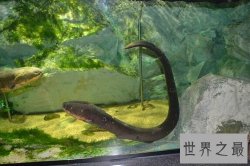 世界十大最危险的鱼，第六喜欢吃人肉，第五国内常见