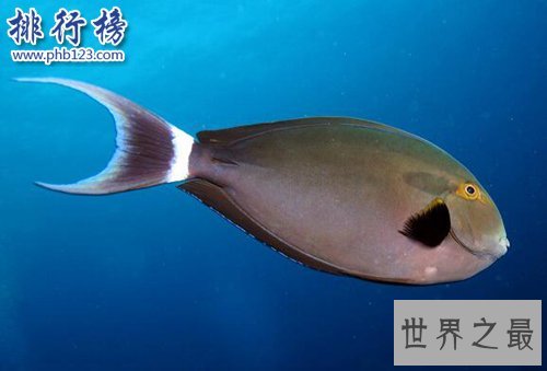 世界十大最危险的鱼,第六喜欢吃人肉,第五国内常见