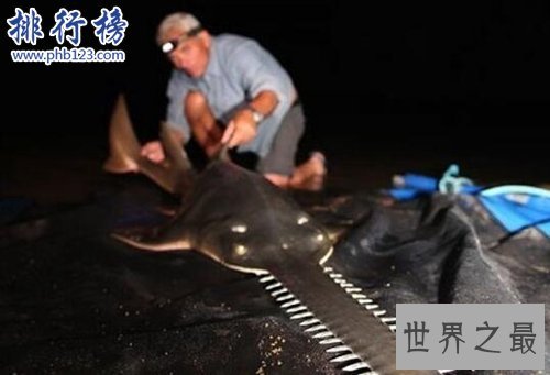 世界十大最危险的鱼,第六喜欢吃人肉,第五国内常见