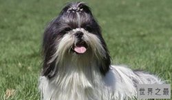 世界十大最笨的狗排行榜，智商最低价格惊人