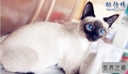 哪种猫咪最萌最可爱？世界十大最可爱猫咪排行榜