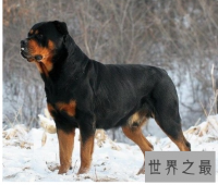 世界十大猛犬，藏獒仅第六，第一不知疼痛！