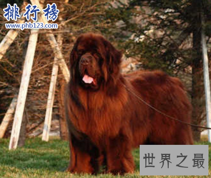 世界十大猛犬，藏獒仅第六，第一不知疼痛！