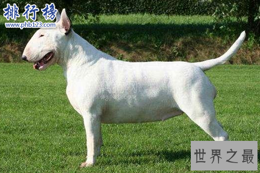 世界十大猛犬，藏獒仅第六，第一不知疼痛！