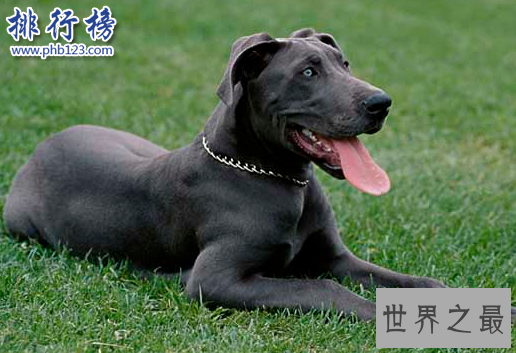 世界十大猛犬，藏獒仅第六，第一不知疼痛！