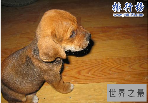 世界十大猛犬，藏獒仅第六，第一不知疼痛！