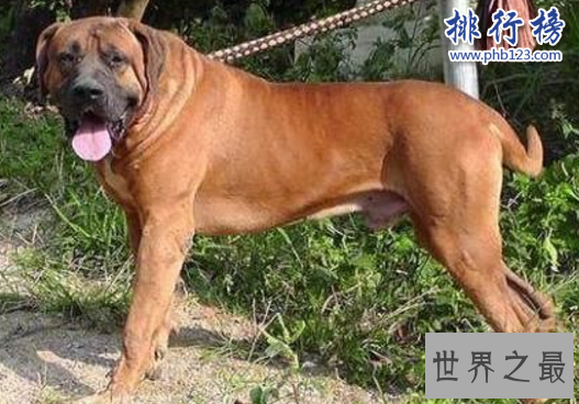 世界十大猛犬，藏獒仅第六，第一不知疼痛！