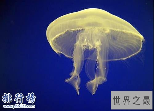海洋十大毒物排行榜,这些深海最毒生物你都见过吗？