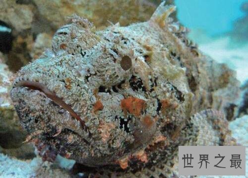 海洋十大毒物排行榜,这些深海最毒生物你都见过吗？