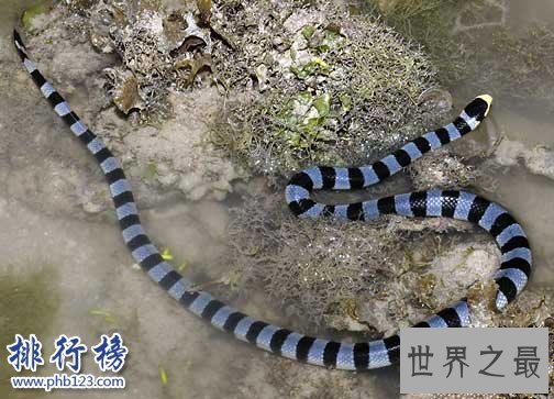 海洋十大毒物排行榜,这些深海最毒生物你都见过吗？