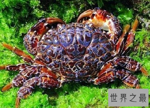 海洋十大毒物排行榜,这些深海最毒生物你都见过吗？