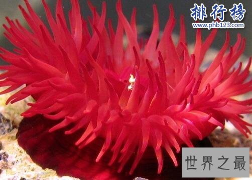 海洋十大毒物排行榜,这些深海最毒生物你都见过吗？