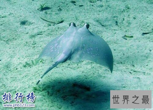 海洋十大毒物排行榜,这些深海最毒生物你都见过吗？