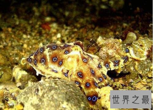 海洋十大毒物排行榜,这些深海最毒生物你都见过吗？