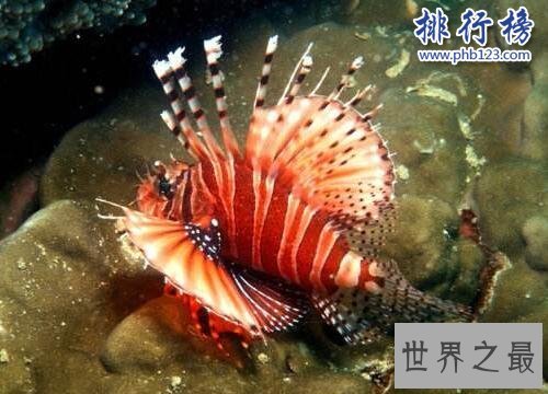 海洋十大毒物排行榜,这些深海最毒生物你都见过吗？