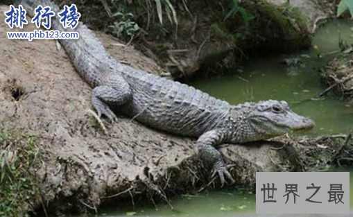 最稀有的十大动物,第一全世界甚至只有35只。