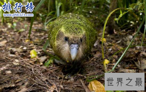 最稀有的十大动物,第一全世界甚至只有35只。
