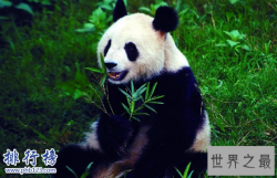 最稀有的十大动物,第一全世界甚至只有35只。