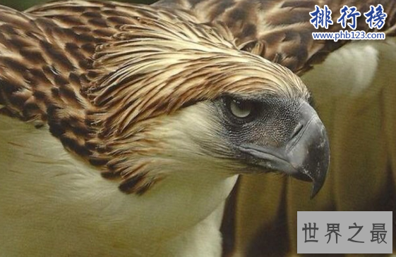 最稀有的十大动物,第一全世界甚至只有35只。