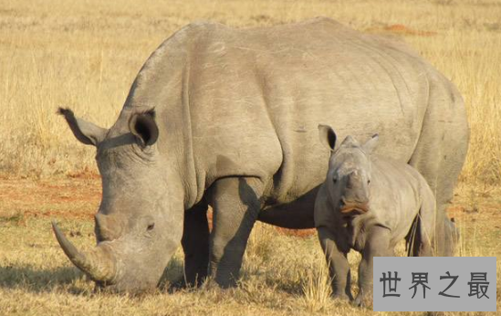 最稀有的十大动物,第一全世界甚至只有35只。