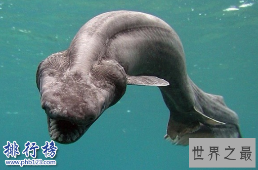 最稀有的十大动物,第一全世界甚至只有35只。