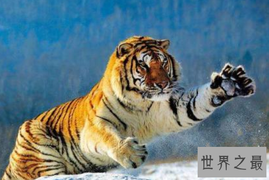 最稀有的十大动物,第一全世界甚至只有35只。