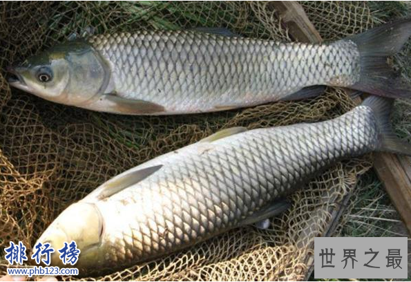 　　导语：据说唐朝的时候因为皇室家族姓李所以禁止养殖鲤鱼，渔民们为了生存只有寻找其它品种的鱼类来养殖所以就有了现在的青鱼、草鱼、鲢鱼、鳙鱼等中国四大淡水鱼，今天排行榜123网整理了中国四大淡水鱼介绍一起来了解一下。  　　中国四大淡水鱼：青鱼、草鱼、鲢鱼、鲫鱼  　　四、鲫鱼  　　鲫鱼又称鲋鱼、鲫瓜子、鲫皮子等多种叫法每个地区的名字都不一样。是中国四大淡水鱼之一，外形长得和鲢鱼差不多体形是扁平的头部很大很宽，这种鱼生活在湖泊或者河水里面以及池塘边都有大部分在水的中上层以浮游植物为食，经常吃这种鱼有助于增加记忆力营养价值高。  　　三、鲢鱼  　　鲢鱼是我们生活中经常见到经常食用的一种鱼，鲢鱼比较好养殖生活在湖泊或者池塘里面，一般都是人工饲养的生长速度很快一般与其它鱼类养在一起肉质鲜嫩营养价值高。  　　二、草鱼  　　草鱼又称为草鲩、草根、黑青鱼等多种名字。是生活在湖泊或者河里面的一种淡水鱼，以浮游植物、蚯蚓为食物比较活泼生长速度很快人工饲养的时候还会放入饲料据说在亚洲、欧美、非洲等国家也有草鱼是中国移植过去的。  　　一、青鱼  　　青鱼又称黑鲩，是一种颜色有点发青的鱼，也是中国四大淡水鱼之一主要生活在长江和湖泊里面，这种鱼主要是以水里面的浮游植物为食物生长速度很快，身上的鳞片很多现在已经移植到美国、非洲、欧洲等很多国家。  　　结语：以上就是排行榜123网小编为大家盘点的中国四大淡水鱼，这些鱼我们在生活中经常见到不管是做成烤鱼还是红烧的肉质鲜美十分美味而且营养价值很高。