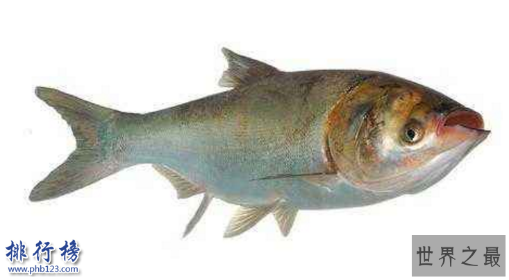 　　导语：据说唐朝的时候因为皇室家族姓李所以禁止养殖鲤鱼，渔民们为了生存只有寻找其它品种的鱼类来养殖所以就有了现在的青鱼、草鱼、鲢鱼、鳙鱼等中国四大淡水鱼，今天排行榜123网整理了中国四大淡水鱼介绍一起来了解一下。  　　中国四大淡水鱼：青鱼、草鱼、鲢鱼、鲫鱼  　　四、鲫鱼  　　鲫鱼又称鲋鱼、鲫瓜子、鲫皮子等多种叫法每个地区的名字都不一样。是中国四大淡水鱼之一，外形长得和鲢鱼差不多体形是扁平的头部很大很宽，这种鱼生活在湖泊或者河水里面以及池塘边都有大部分在水的中上层以浮游植物为食，经常吃这种鱼有助于增加记忆力营养价值高。  　　三、鲢鱼  　　鲢鱼是我们生活中经常见到经常食用的一种鱼，鲢鱼比较好养殖生活在湖泊或者池塘里面，一般都是人工饲养的生长速度很快一般与其它鱼类养在一起肉质鲜嫩营养价值高。  　　二、草鱼  　　草鱼又称为草鲩、草根、黑青鱼等多种名字。是生活在湖泊或者河里面的一种淡水鱼，以浮游植物、蚯蚓为食物比较活泼生长速度很快人工饲养的时候还会放入饲料据说在亚洲、欧美、非洲等国家也有草鱼是中国移植过去的。  　　一、青鱼  　　青鱼又称黑鲩，是一种颜色有点发青的鱼，也是中国四大淡水鱼之一主要生活在长江和湖泊里面，这种鱼主要是以水里面的浮游植物为食物生长速度很快，身上的鳞片很多现在已经移植到美国、非洲、欧洲等很多国家。  　　结语：以上就是排行榜123网小编为大家盘点的中国四大淡水鱼，这些鱼我们在生活中经常见到不管是做成烤鱼还是红烧的肉质鲜美十分美味而且营养价值很高。